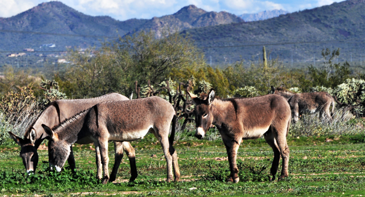 herd of donkeys